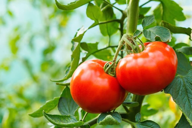 Greenhouse production