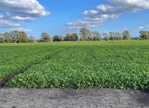 Biocat+ Field Trials - Coriander